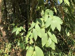 Image of Callicarpa pedunculata R. Br.