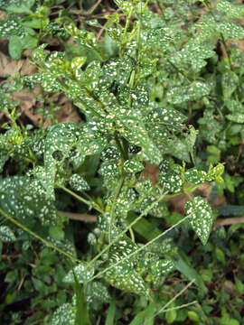 Image of polkadot-plant