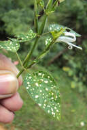 Hypoestes phyllostachya Baker resmi