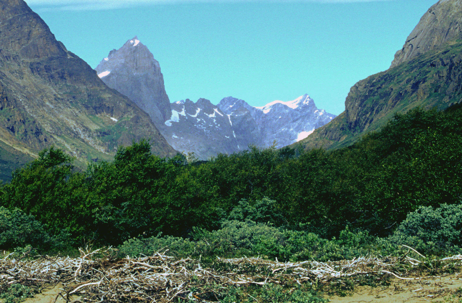 Image of Brown Birch