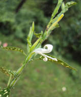 Hypoestes phyllostachya Baker resmi