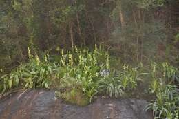 Image of Ornithogalum regale (Hilliard & B. L. Burtt) J. C. Manning & Goldblatt