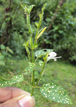 Image of polkadot-plant