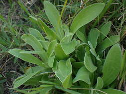 Image of Helichrysum decorum DC.