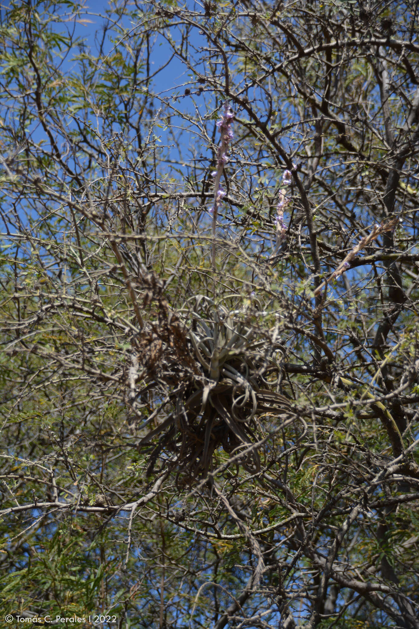 Image of Tillandsia duratii Vis.