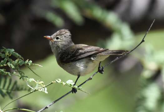 Image of Northern Beardless Tyrannulet