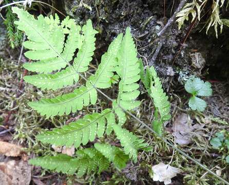 Image of Asian oakfern