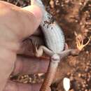 Image of Canyon Spotted Whiptail