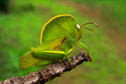 Image of Teratodes monticollis (Gray & G. R. 1832)