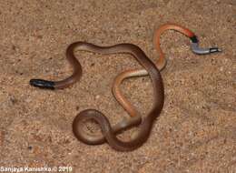 Image of Indian Coral Snake