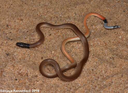 Image of Indian Coral Snake