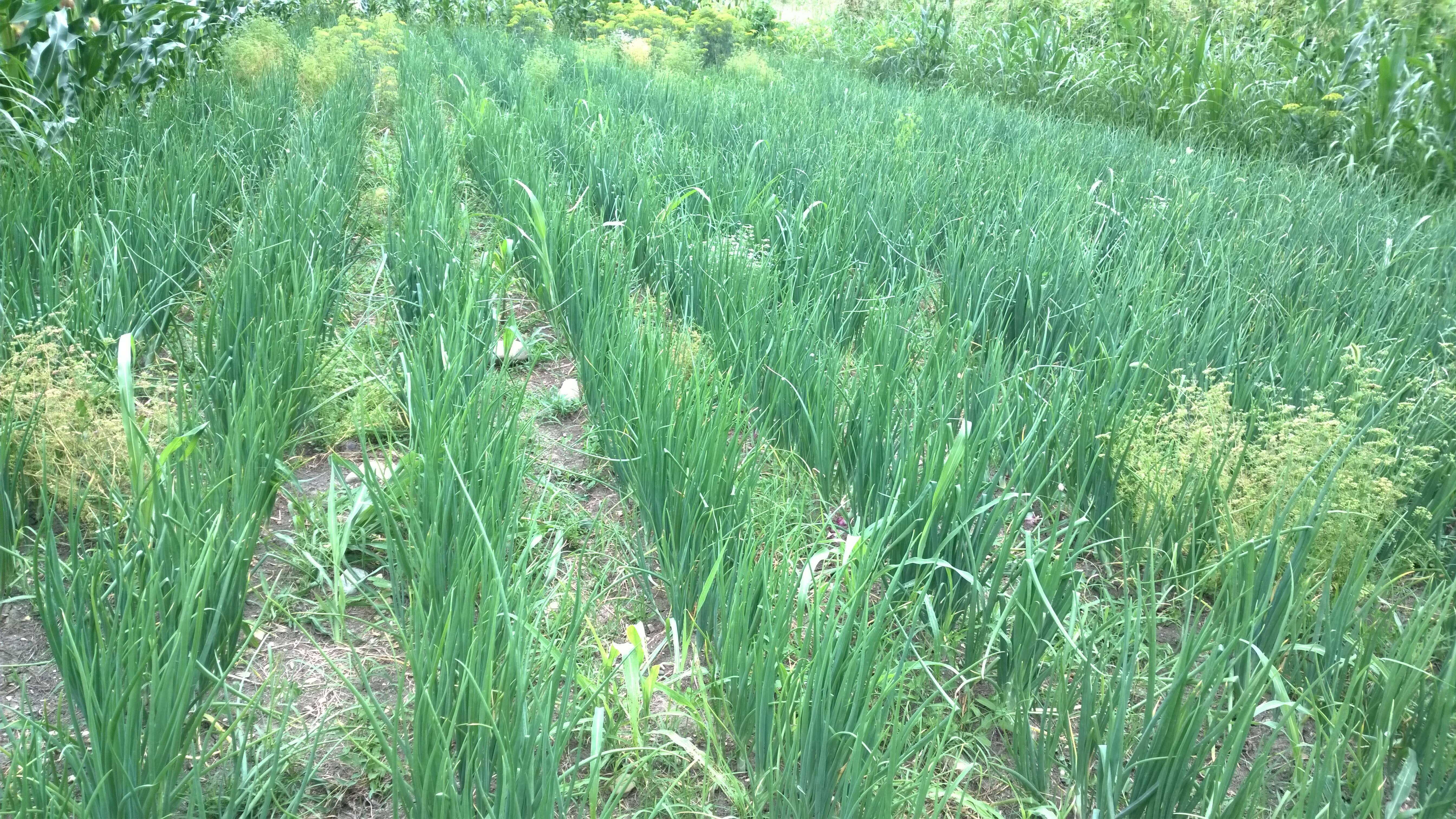 Image of garden onion