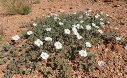 Image of Monsonia umbellata Harv.