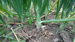 Image of garden onion