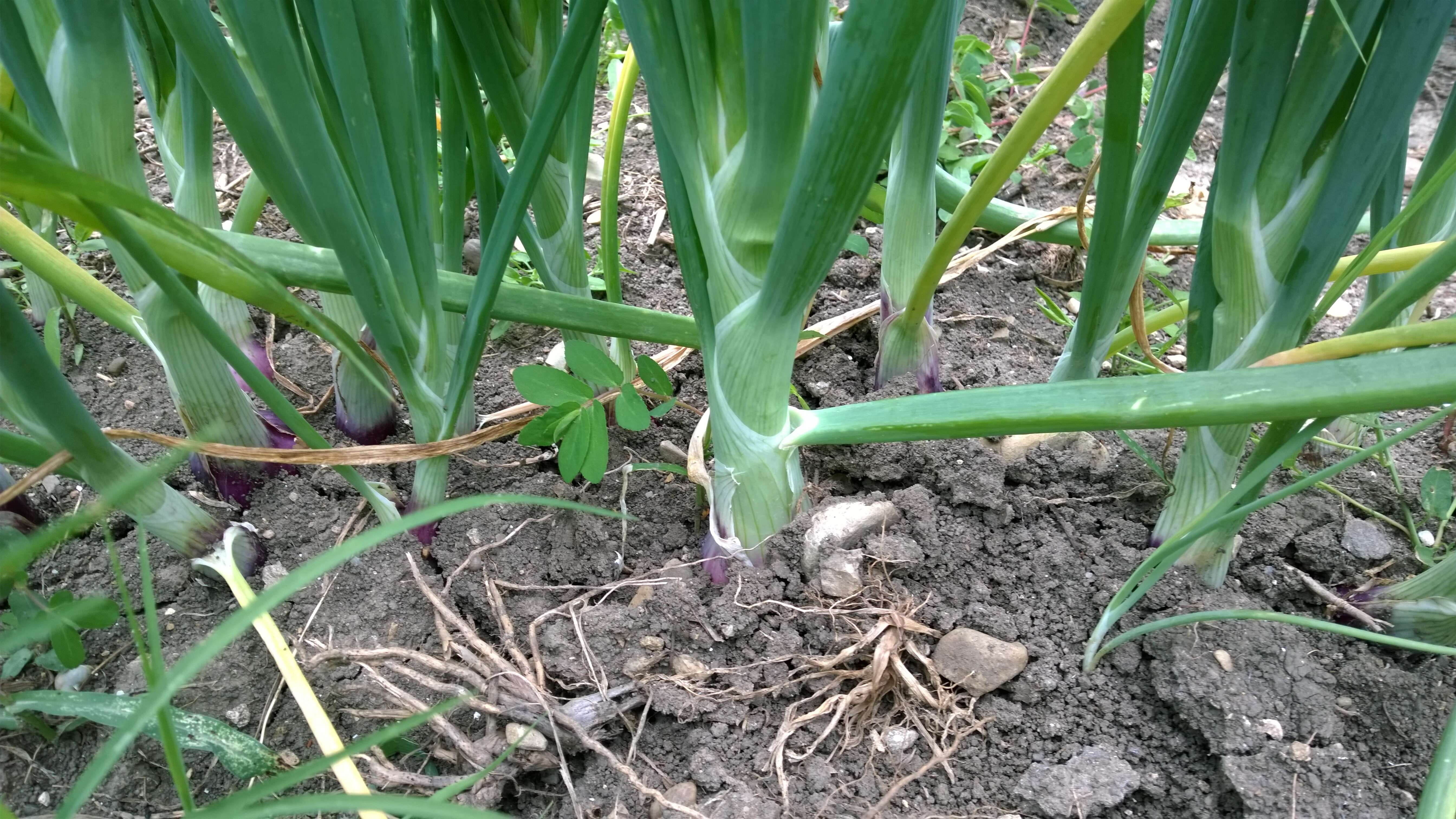 Image of garden onion