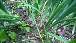 Image of garden onion