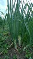 Image of garden onion