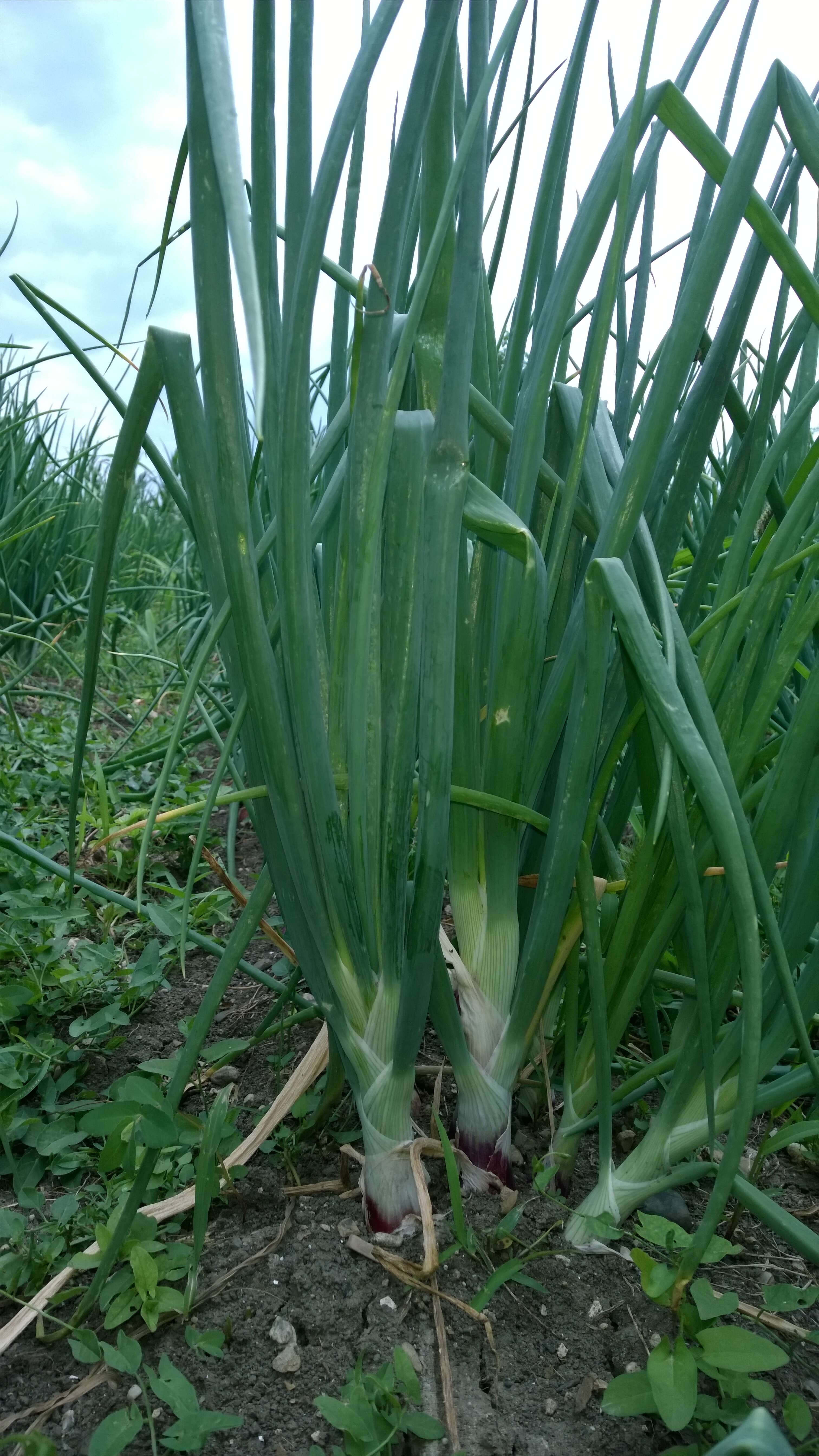 Image of garden onion