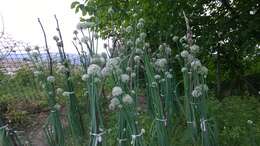 Image of garden onion