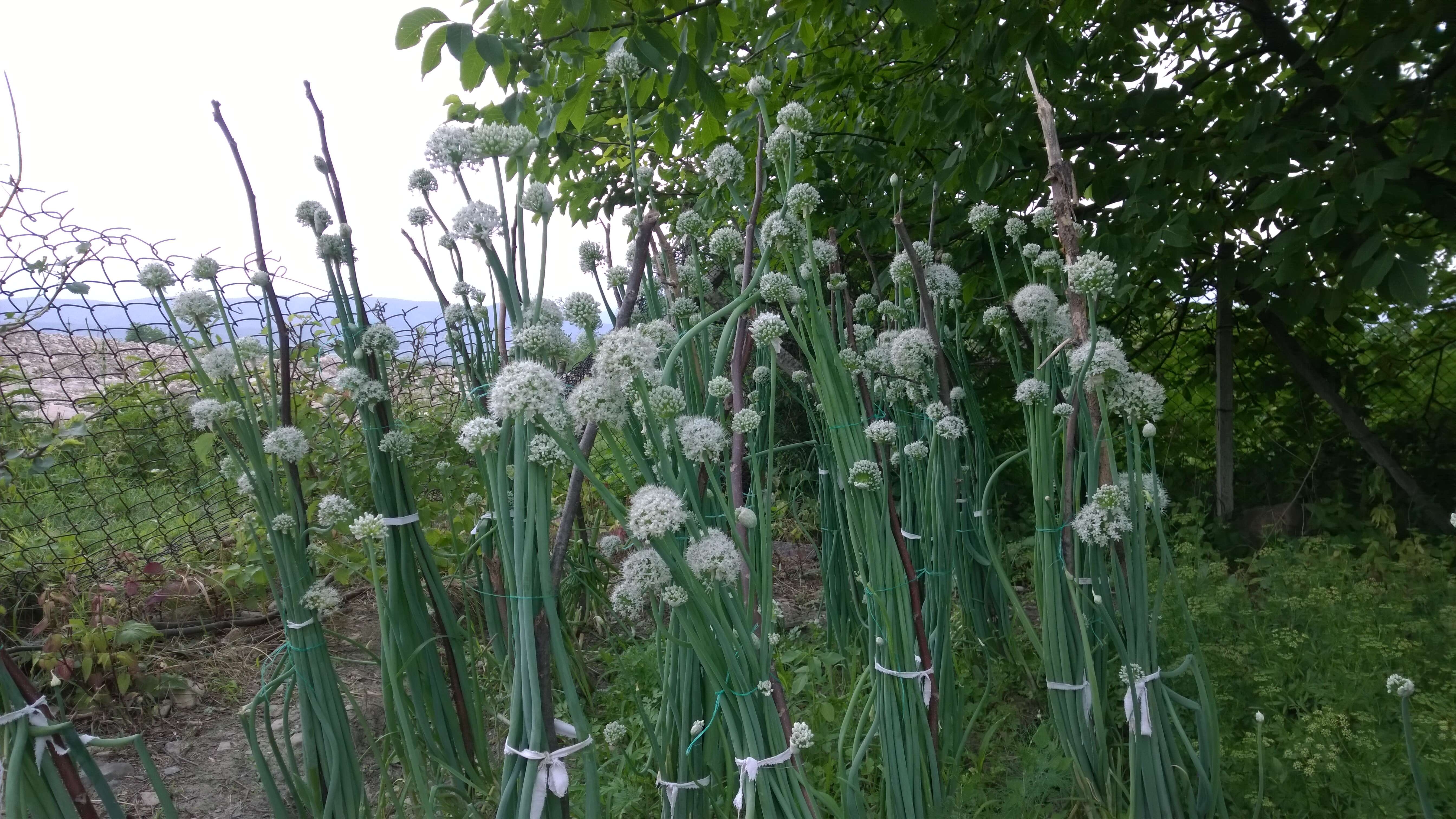 Image of garden onion