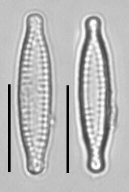 Plancia ëd Fragilaria vaucheriae