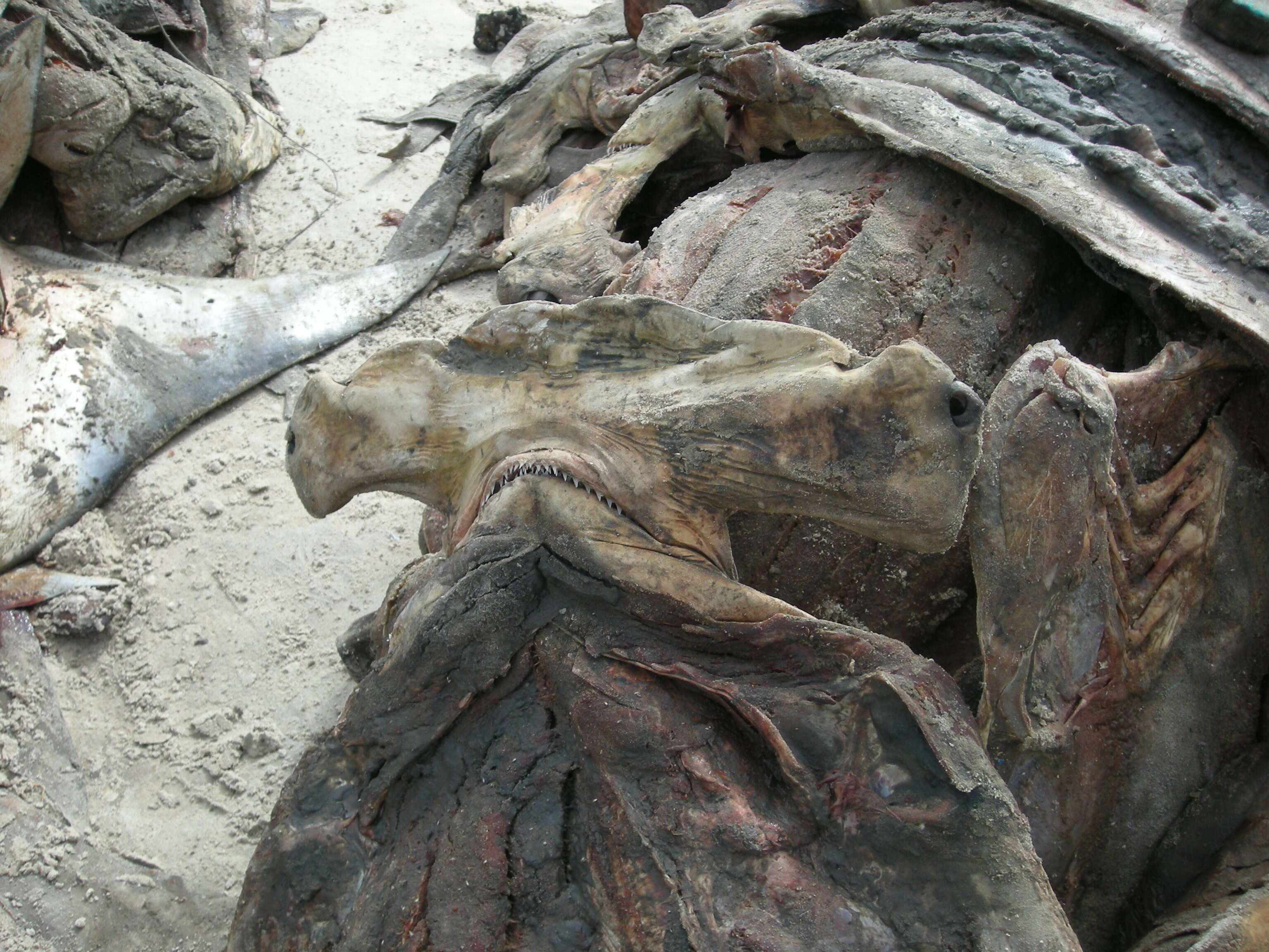 Image of Scalloped Hammerhead