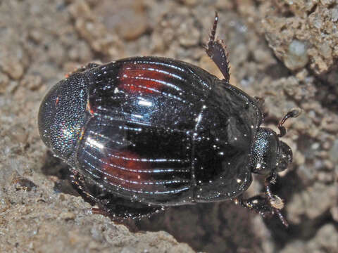 Image of Margarinotus (Paralister) purpurascens (Herbst 1791)