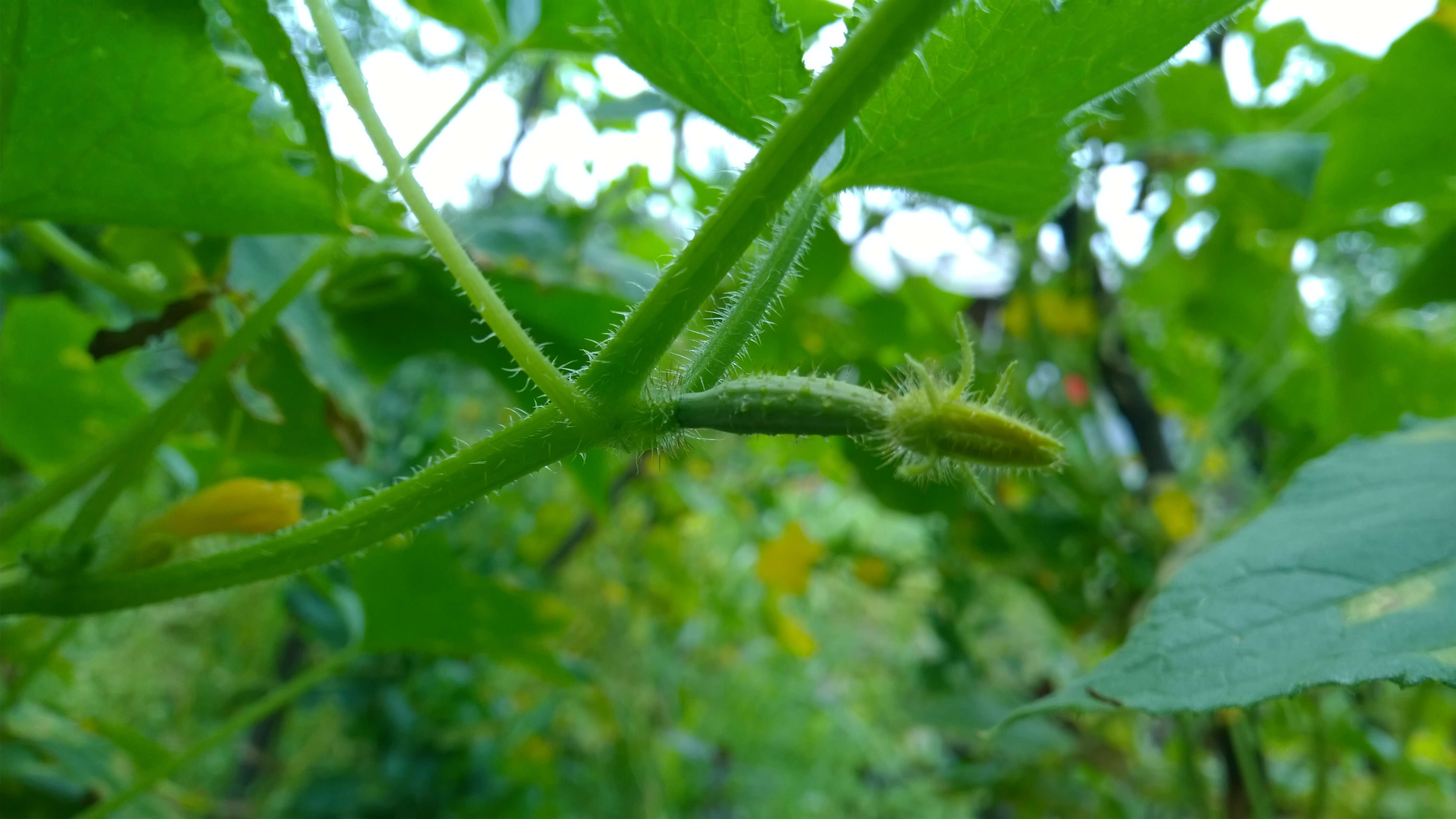 Image of garden cucumber