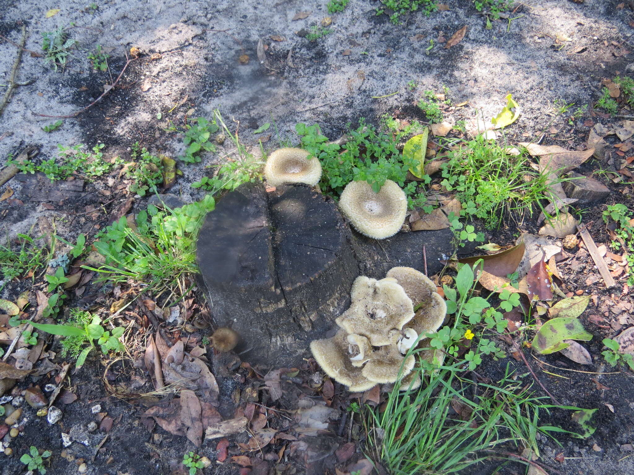 Image of Lentinus swartzii Berk. 1843