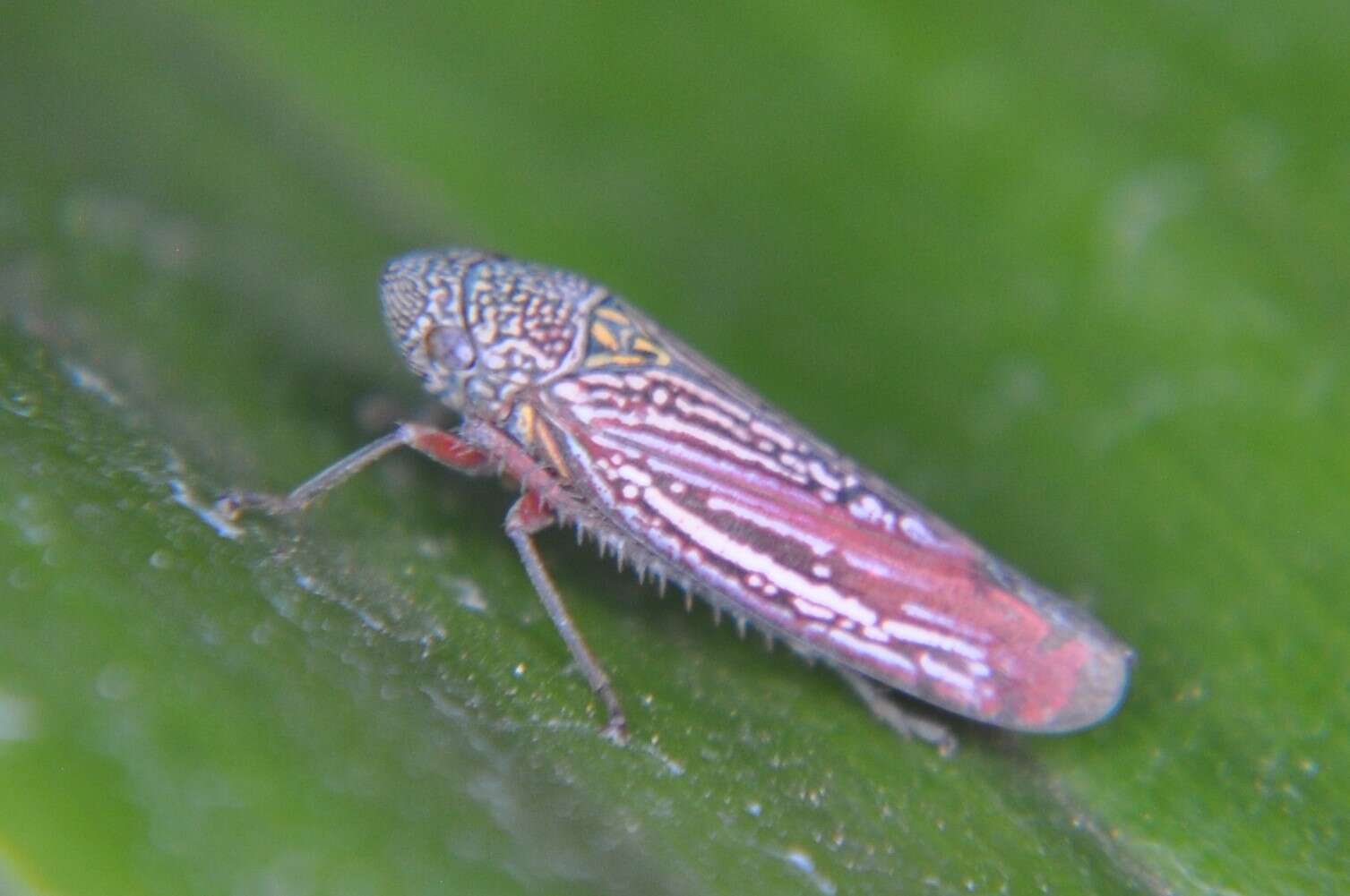 Image of Graphocephala punctulata (Signoret 1853)