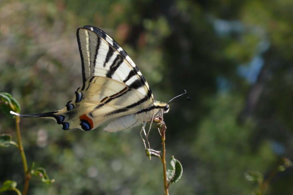 Imagem de Iphiclides