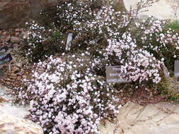 Image of Pimelea brachyphylla Benth.