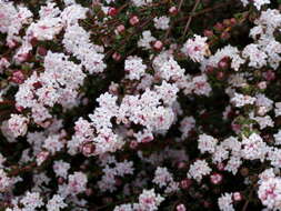 Image of Pimelea brachyphylla Benth.