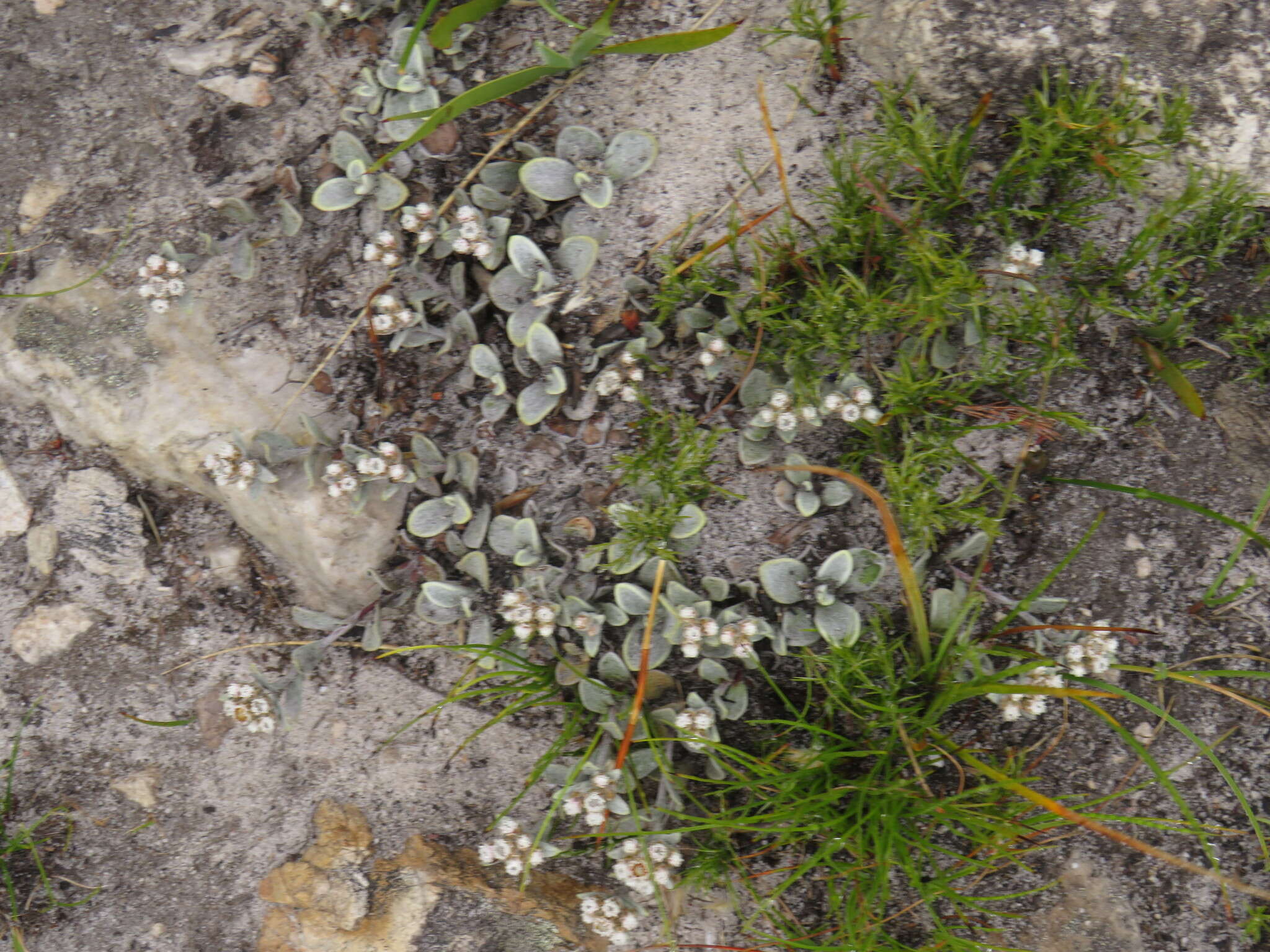 Image de Helichrysum rotundifolium (Thunb.) Less.