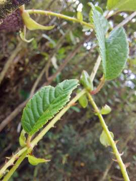 Image of Rubus roseus Poir.