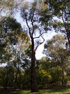 صورة Eucalyptus macrorhyncha F. Müll.