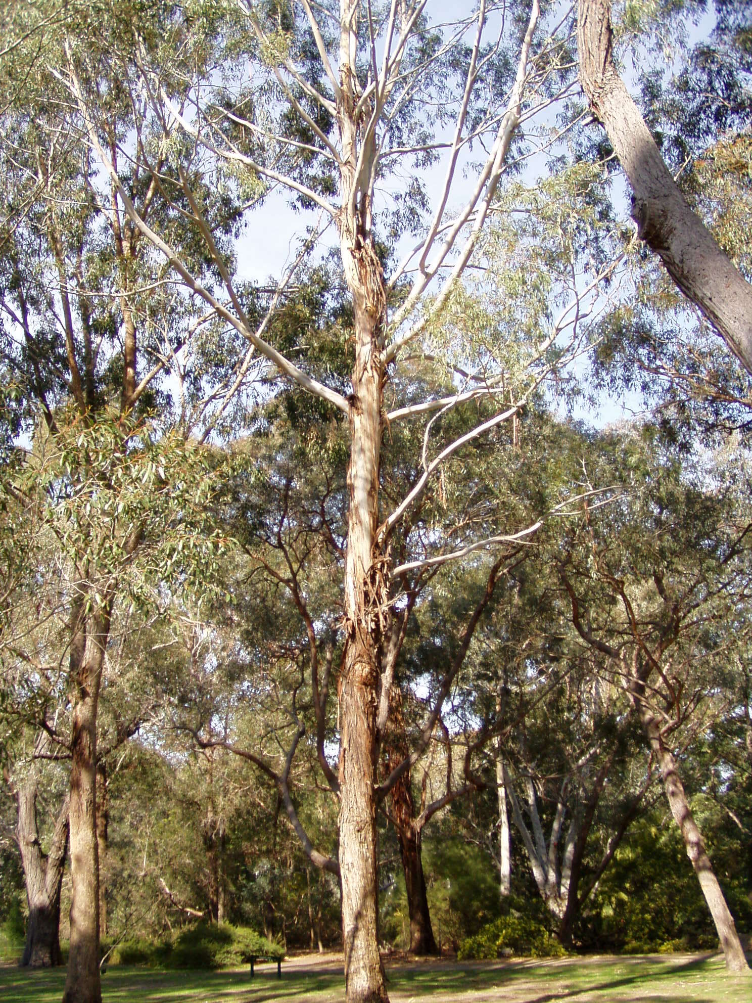 Image of Eucalyptus benthamii Maiden & Cambage