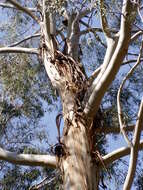 Image of Eucalyptus benthamii Maiden & Cambage