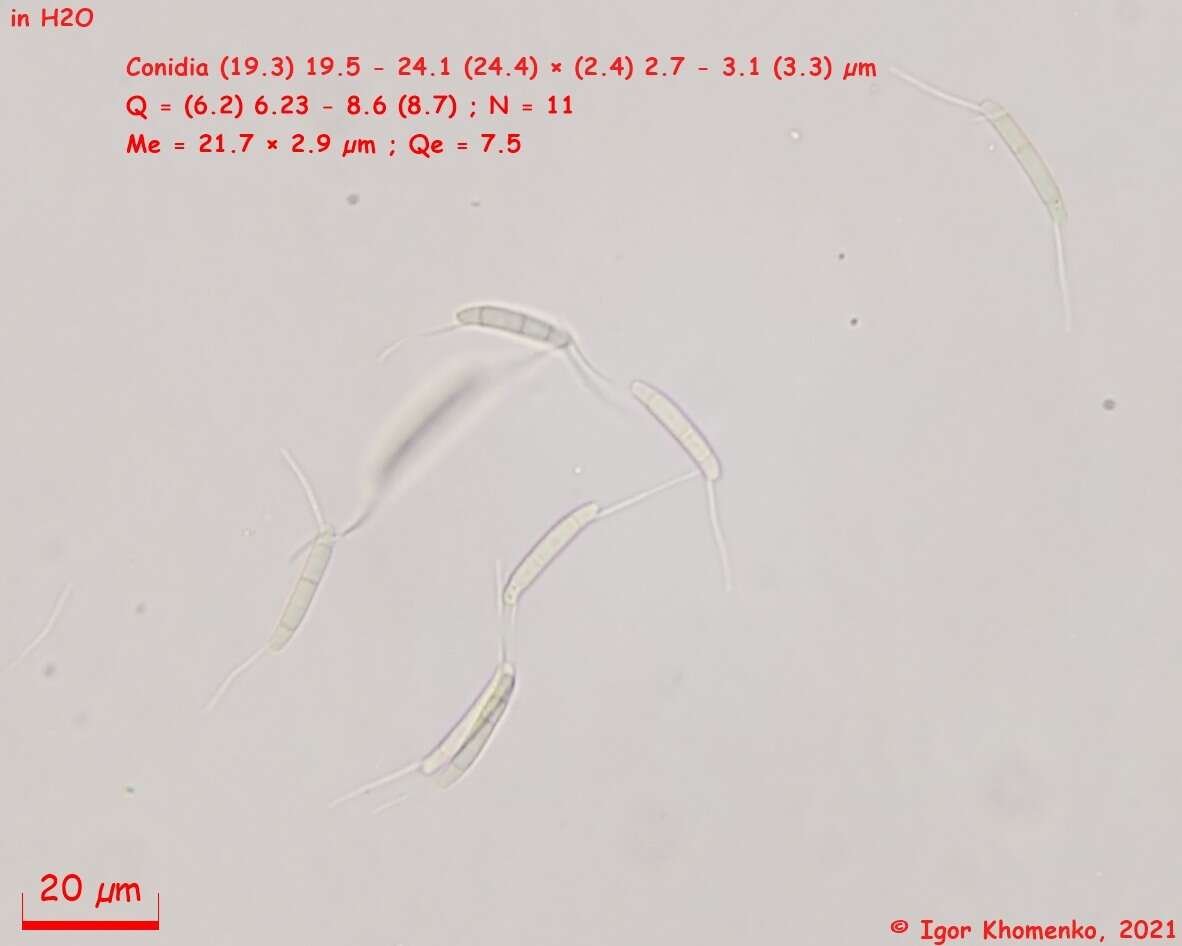 Discosia strobilina Lib. ex Sacc. 1884 resmi