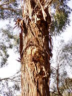 Image of Eucalyptus benthamii Maiden & Cambage