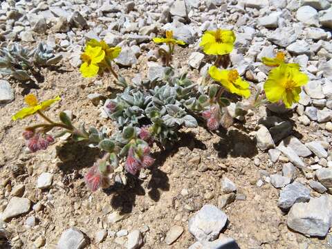 Helianthemum pannosum Boiss.的圖片