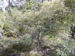 Image of Grevillea aspleniifolia Knight & Salisb.