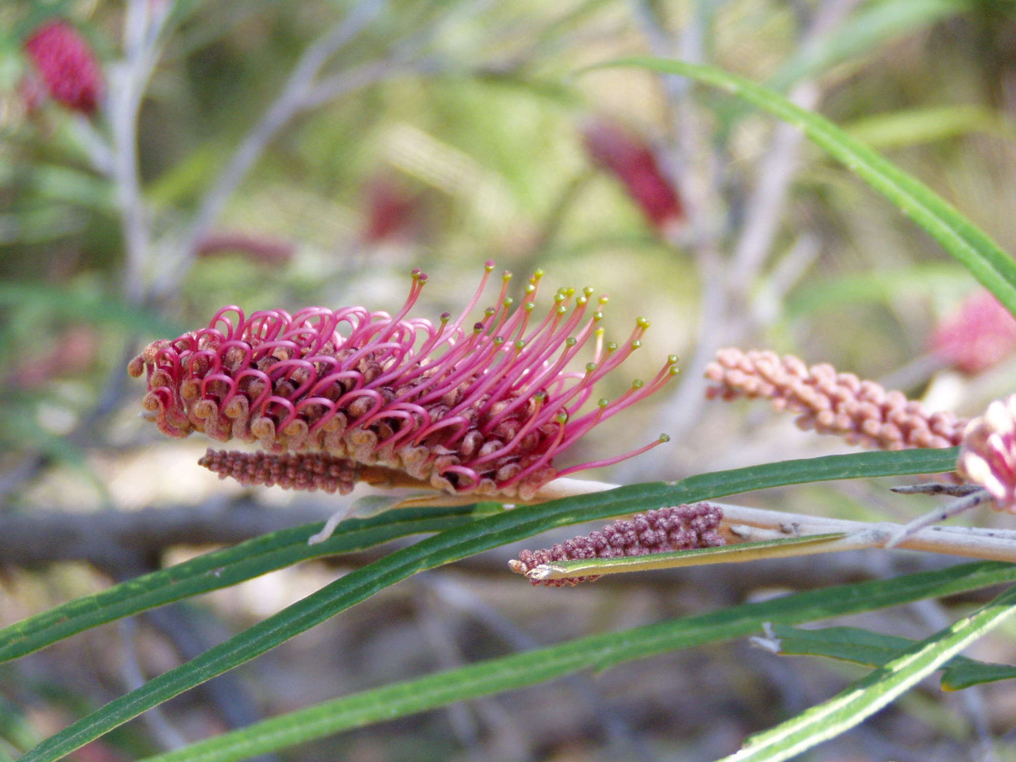 Image of Silky-oak