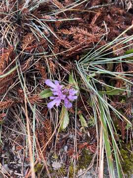 Слика од Scabiosa lacerifolia Hayata