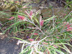 Image of Grevillea aspleniifolia Knight & Salisb.