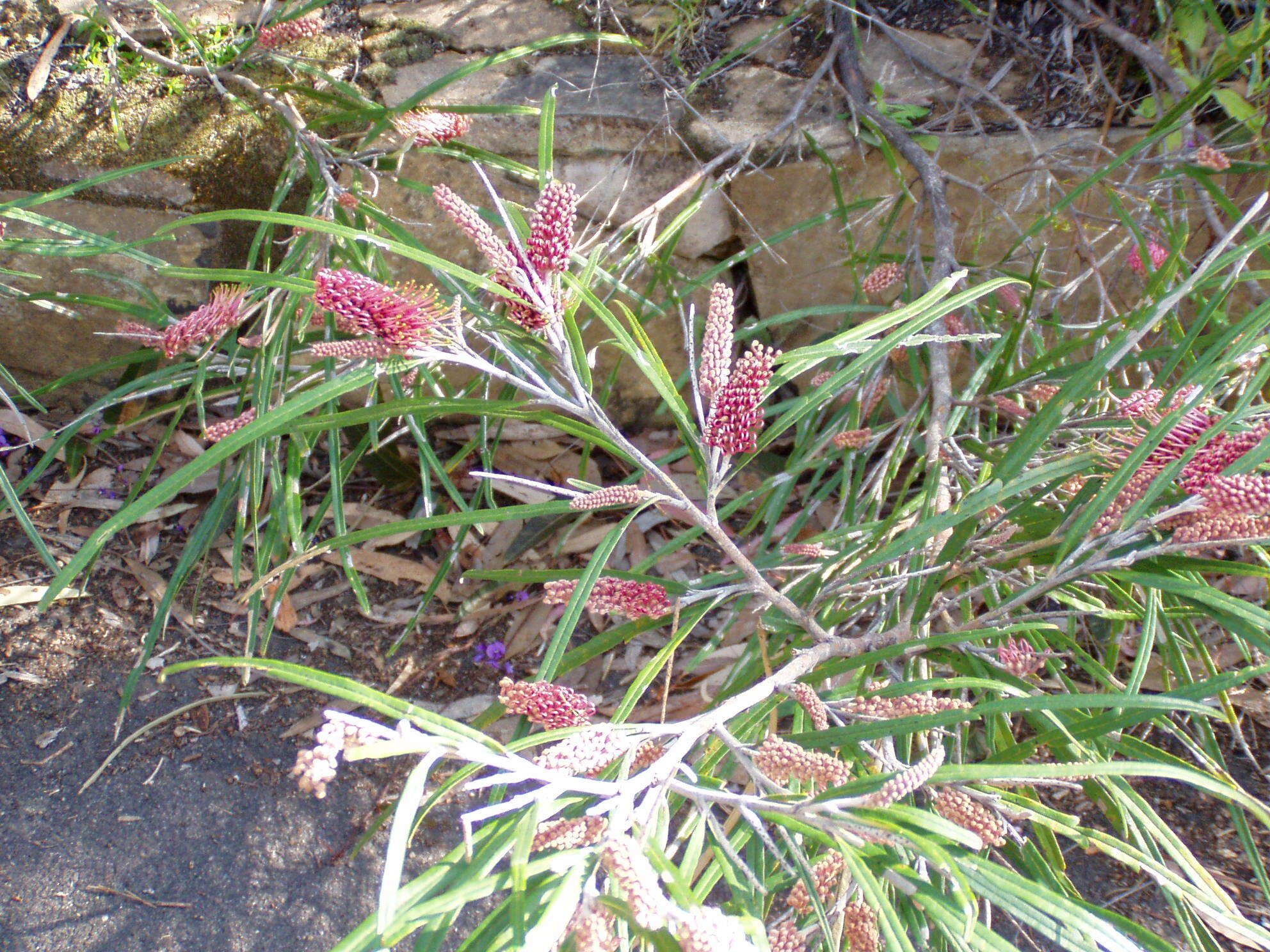 Image of Grevillea aspleniifolia Knight & Salisb.