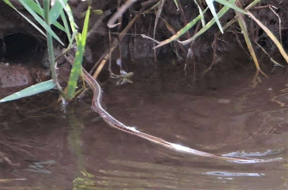 Слика од Thamnophis sirtalis dorsalis (Baird & Girard 1853)