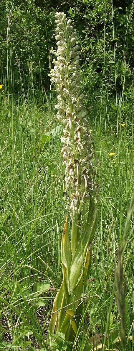 Himantoglossum hircinum (L.) Spreng. resmi