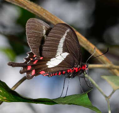 Image of Parides proneus (Hübner 1831)