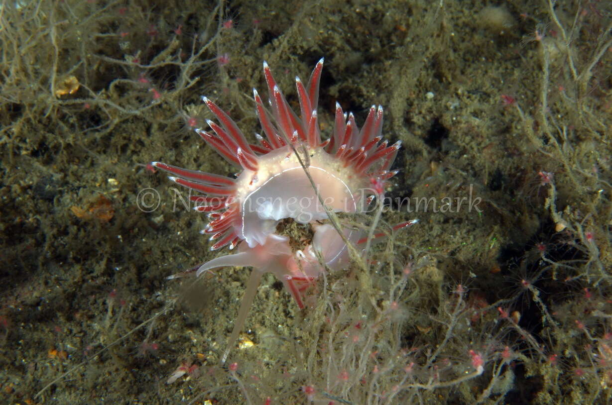 Image of Fjordia lineata (Lovén 1846)